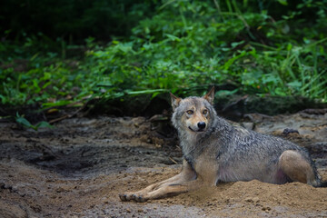 Gray Wolf lies on the ground against the background of the forest