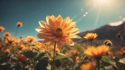 Fotobehang flower in the sun © Sohaib