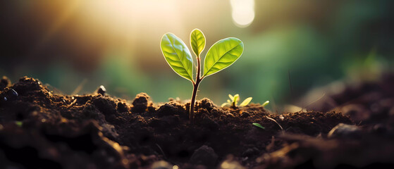 Young plant growing on rich soil. The seed is growing from the rich soil in with warm sunny lighting and bokeh background. World environment day banner. Environmental awareness campaign.  - obrazy, fototapety, plakaty