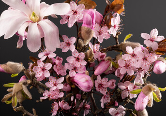 Pink spring cherry blossom. Cherry tree branch with spring pink magnolia on gradient grey background.