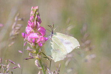 Common brimstone butterfly - Gonepteryx rhamni resting on common sainfoin - Onobrychis viciifolia