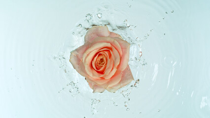 Close-up of rose blossom falling on water surface, top down view