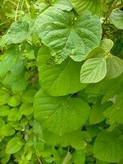 Fototapeta na wymiar Green leaves growth in the park
