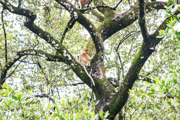 A Proboscis Monkey Perched in Sabah’s Lush Greenery