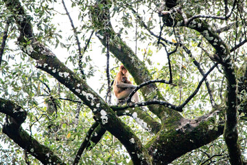 A Proboscis Monkey Perched in Sabah’s Lush Greenery