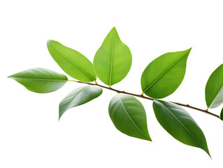 green leaves isolated on white