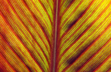 Abstract green leaves texture, Nature background. Close-up tree leaf background. Macro leaf. Natural background.