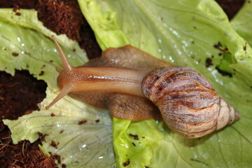 Achatina giant close-up on a lettuce leaf.Lissachatina fulica. Leningrad region, Russia.