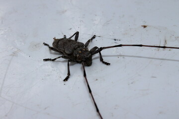 Gray long-whiskered beetle close-up. Republic of Karelia. Russia.