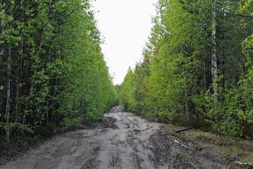Fototapeta na wymiar A road in the forest leading to the horizon. Republic of Karelia. Russia.