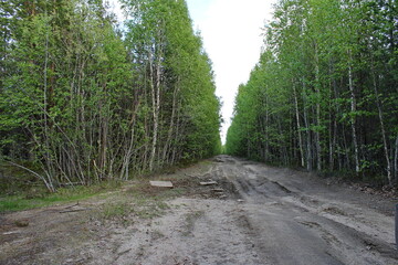 A road in the forest leading to the horizon. Republic of Karelia. Russia.