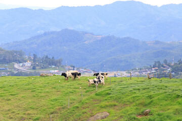 Obraz premium Cows Grazing in Green Pastures with a Mountainous Backdrop