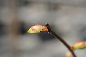 Small-leaved lime branch with bud