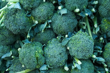 Close-up of fresh, vibrant broccoli heads neatly arranged, ready for consumption