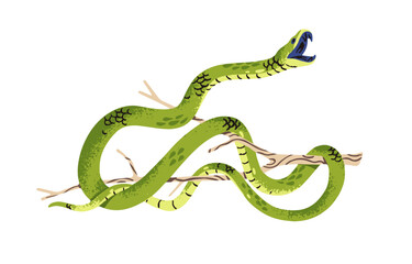 Western green mamba attacks. Venomous slender snake on tree branch. Dangerous exotic serpent with open mouth. Tropical reptile of African rainforest. Flat isolated vector illustration on white