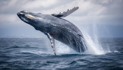 Fototapeta premium whale leaping out of ocean