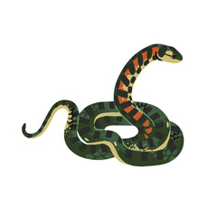 Obraz premium Tiger keelback. Poison snake with patterned scale. Exotic venomous serpent. Spotted viper from eastern forests. Terrarium animal, dangerous reptile. Flat isolated vector illustration on white