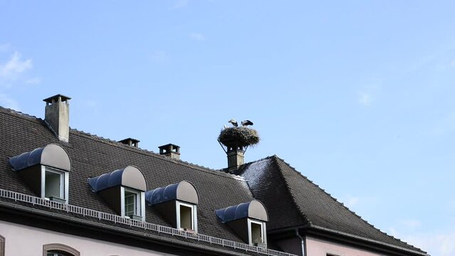 Storks in a nest on a roof in the village of Selz, Alsace, France
