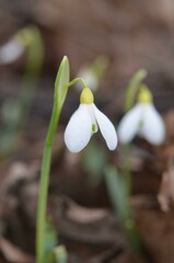 Obraz premium Spring blooming snowdrops Galanthus alpinus in the garden