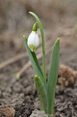 Spring blooming snowdrop Galanthus elwesii 'Green Brush'