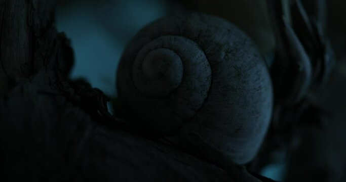 Mysterious Still life with Snail Shell and Dried Flora at Moonlight. Close-up, shallow dof.
