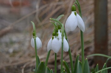 Spring blooming snowdrops Galanthus elwesii in the garden