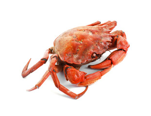 One delicious boiled crab isolated on white