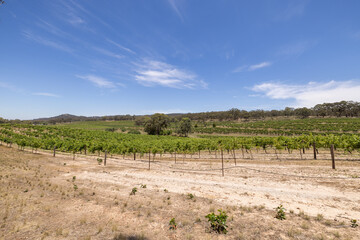 Views of the vineyards in the Clare Valley region of South Australia
