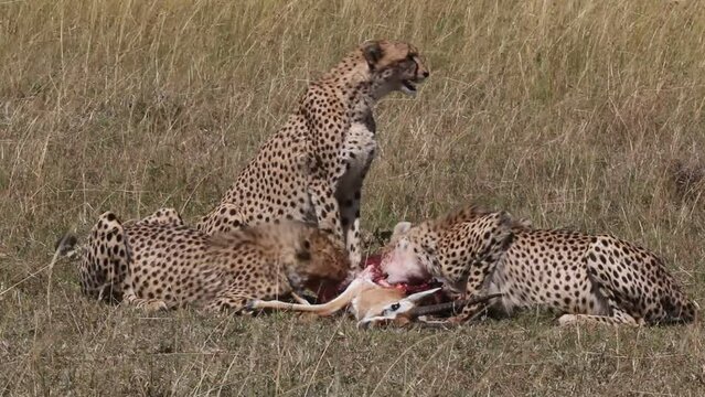 Cheetahs eating antelope in the African savannah, Kenya.