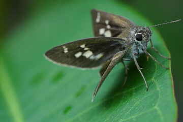Brazilian Skipper Butterfly There are many skipper butterfly species found in Brazil, and each may...