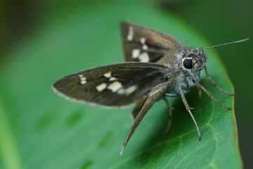 Brazilian Skipper Butterfly There are many skipper butterfly species found in Brazil, and each may have specific names based on their scientific classification.