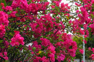 Bougainvillea is known for its vibrant and colorful bracts, which are modified leaves that surround small, inconspicuous flowers. |九重葛
