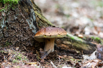 mushroom in the forest