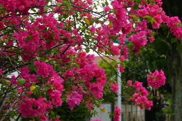 Fototapeta na wymiar Bougainvillea is known for its vibrant and colorful bracts, which are modified leaves that surround small, inconspicuous flowers. |九重葛 