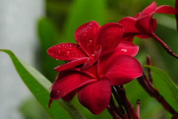 red plumeria blooming for the first time