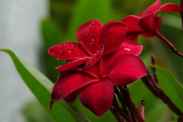 red plumeria blooming for the first time