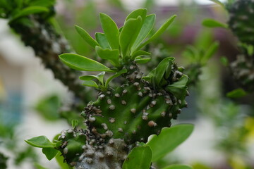 The Indian spurge tree, also known as the Indian tree spurge, botanical name Euphorbia tirucalli, is a species of plant belonging to the genus Euphorbia and the family Euphorbiaceae.|玉麒麟