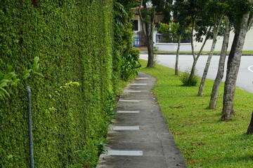 Fototapeta premium path in the park