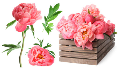 Beautiful coral peonies with green leaves isolated on white, collection
