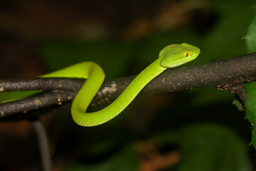 Large-eyed pit viper (Trimeresurus macrops)