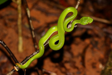 Large-eyed pit viper (Trimeresurus macrops)