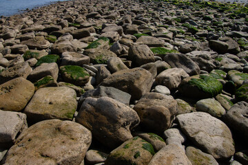 Stones covered with green algae