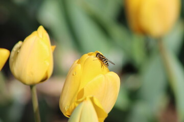 Symphony of Beauty: A Garden Colored with the Harmony of Yellow and Pink Tulips
