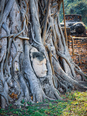 buddha head in roots
