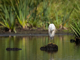 A little egret on a sunny day in summer