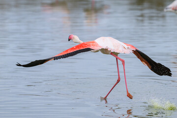 A Greater Flamingo running for take off