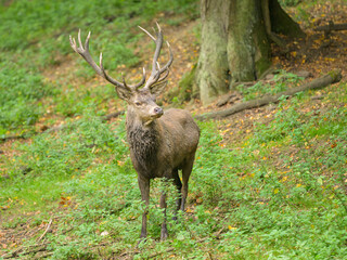A stag in a park in autumn