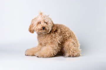 Apricot poodle puppy with lots of hair on a gray background