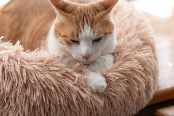 くつろぐ猫　茶トラ白