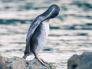 An immature common shag sitting on a rock near the sea